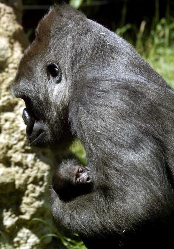 Mother Gorilla and Baby, Spain.jpg