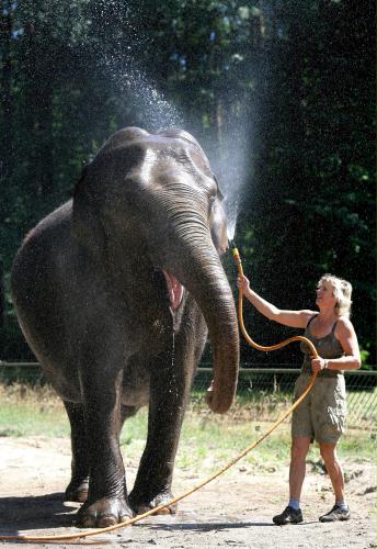 Indian Elephant shower, Germany.jpg