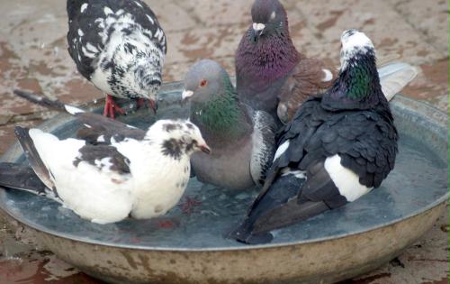 Pigeons, Pakistan.jpg