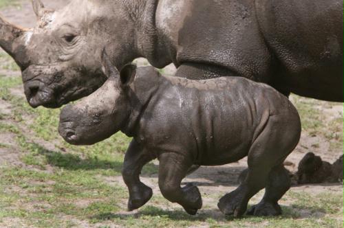 Baby Rhino, Germany.jpg