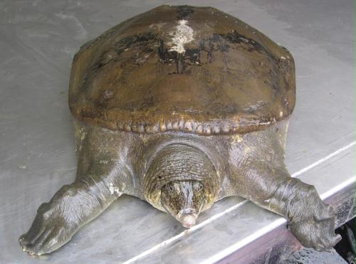 Asian Softshell Turtle, Singapore.jpg