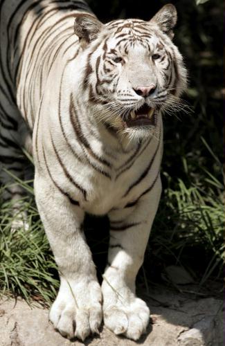 White Tiger, China.jpg