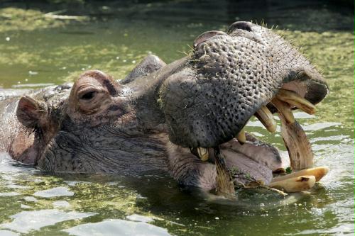 Hippopotamus, China.jpg