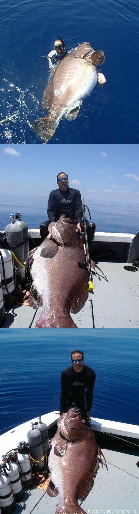 Big Fish.jpg