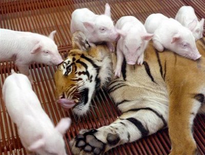 Tiger and Piglets.jpg