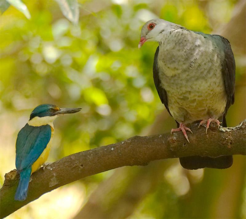 A sacred kingfisher confronts a bronzewing pigeon. The pigeon left.jpg