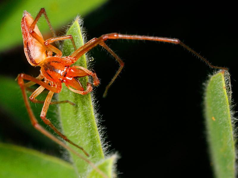 Aussie Spider Ant spider.jpg