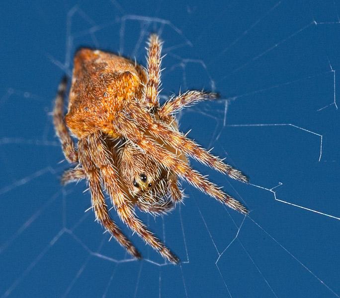 Aussie Spider Eriophora sp.jpg