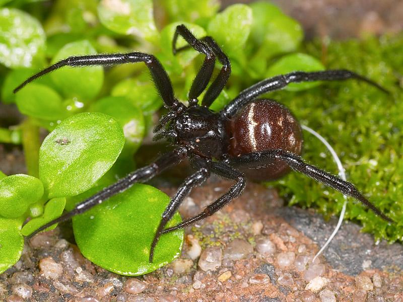 Aussie Spider Garden spider.jpg