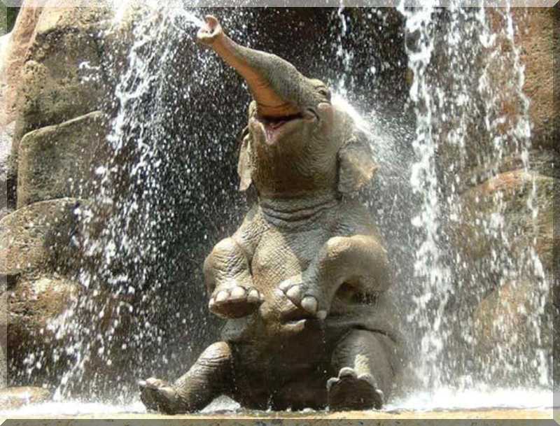 Elephant Shower.jpg