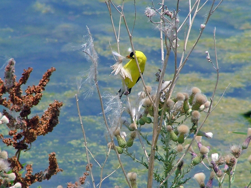 American Goldfinch with seed.jpg