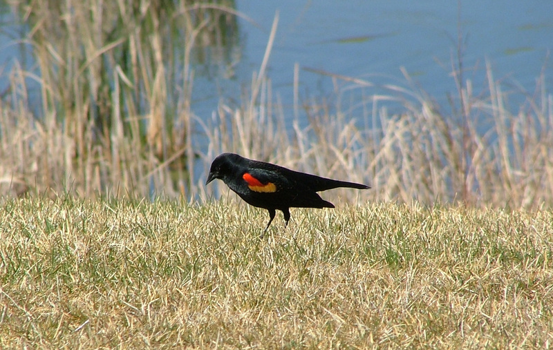 Red Winged Black Bird.jpg
