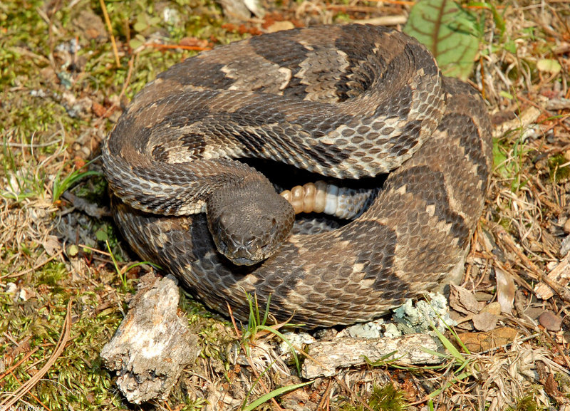 Timber Rattlesnake (Crotalus horridus).JPG