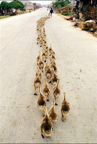 goose parade.jpg