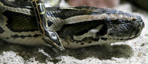 Baby Burmese Python, Germany.jpg