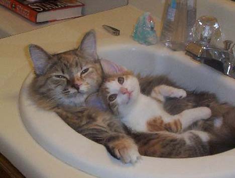 Cat Bath.jpeg