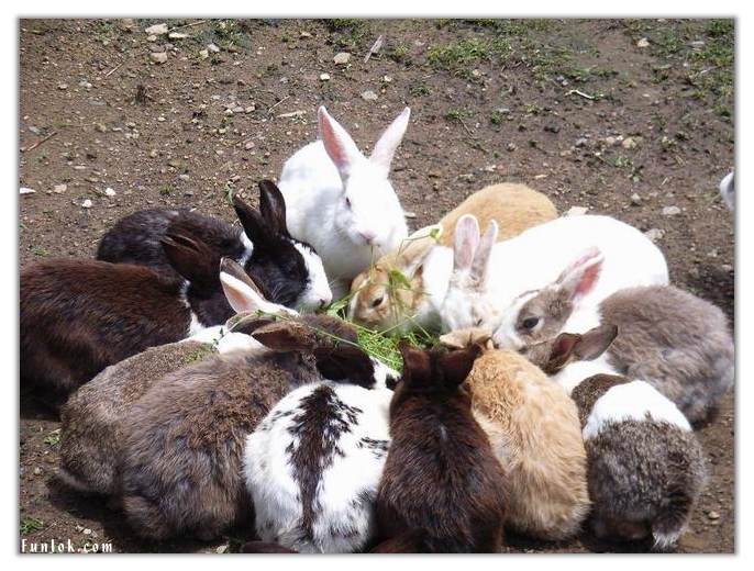 Rabbit Herd.jpeg