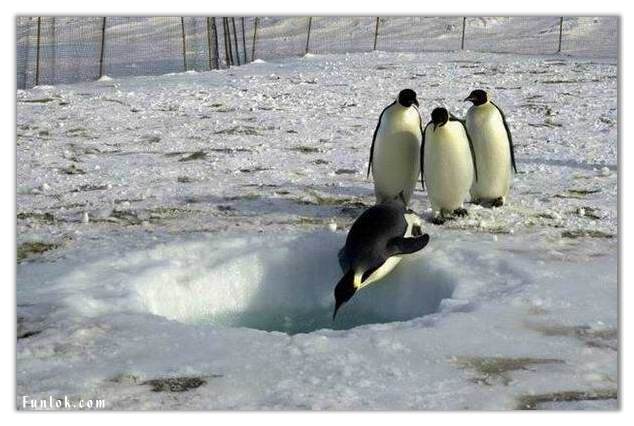 Penguins.jpeg