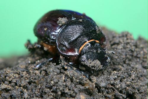Giant Dung Beetle (Heliocopris bucephalus), Thailand.jpg