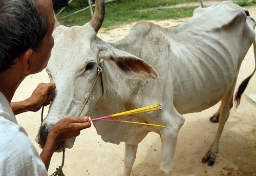 Cow, Cambodia.jpg