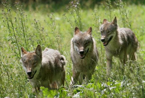 Young Grey Wolves, Germany.jpg