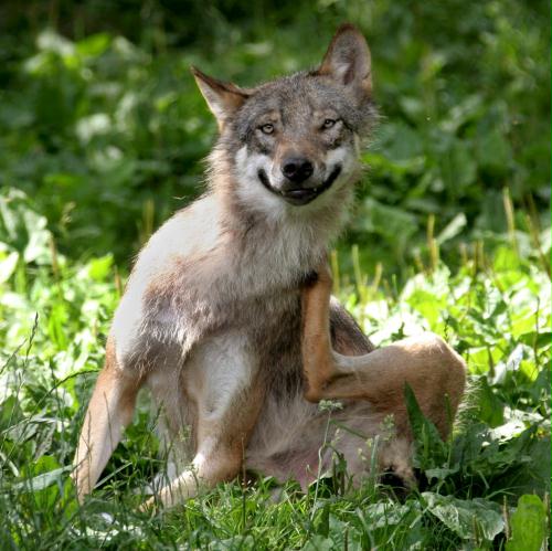 Young Grey Wolf, Germany.jpg
