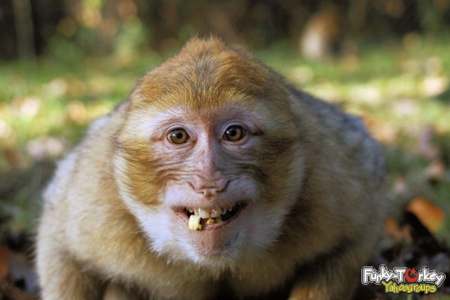 30637 weird monkey face.jpeg