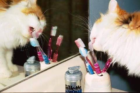 Cat Brushing Teeth.jpeg