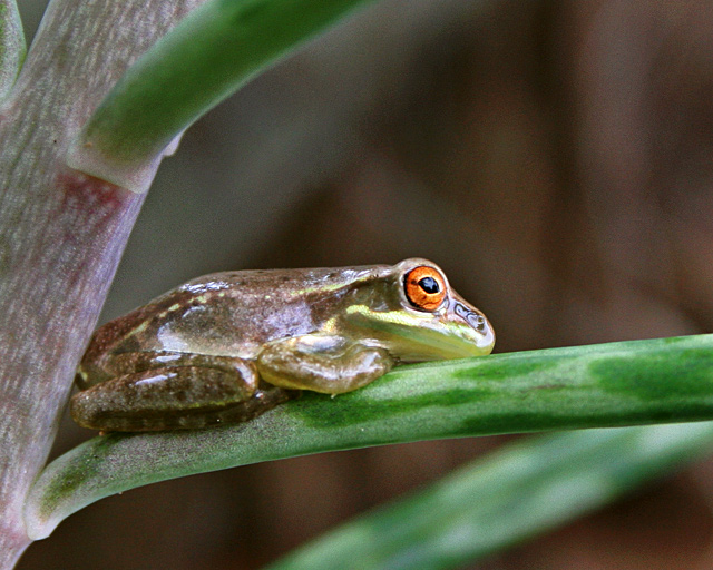 Mystery-Frog.jpg