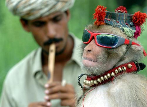 Street Monkey, Pakistan.jpg