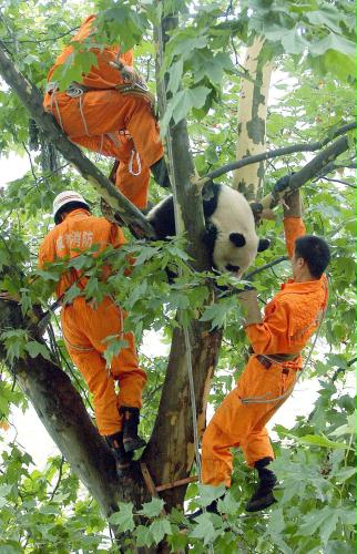 Rescue workers for Giant Panda, China.jpg