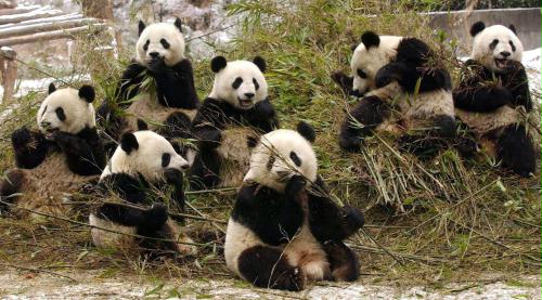 Giant Pandas, China.jpg