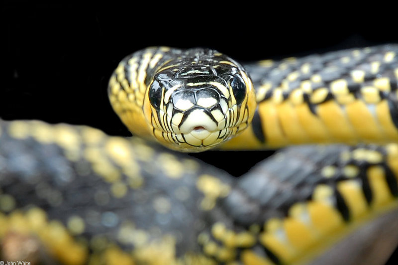Tiger Rat Snake (Spilotes pullatus)300.jpg