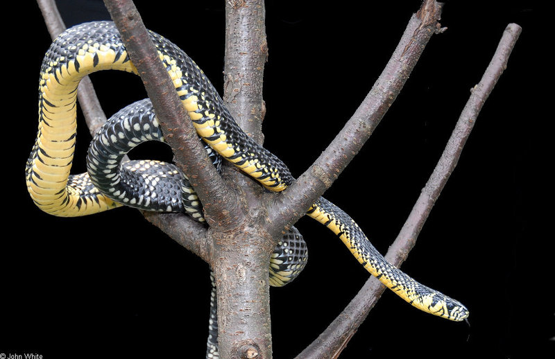 Tiger Rat Snake (Spilotes pullatus)301.JPG