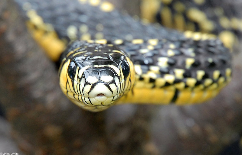 Tiger Rat Snake (Spilotes pullatus)302.JPG