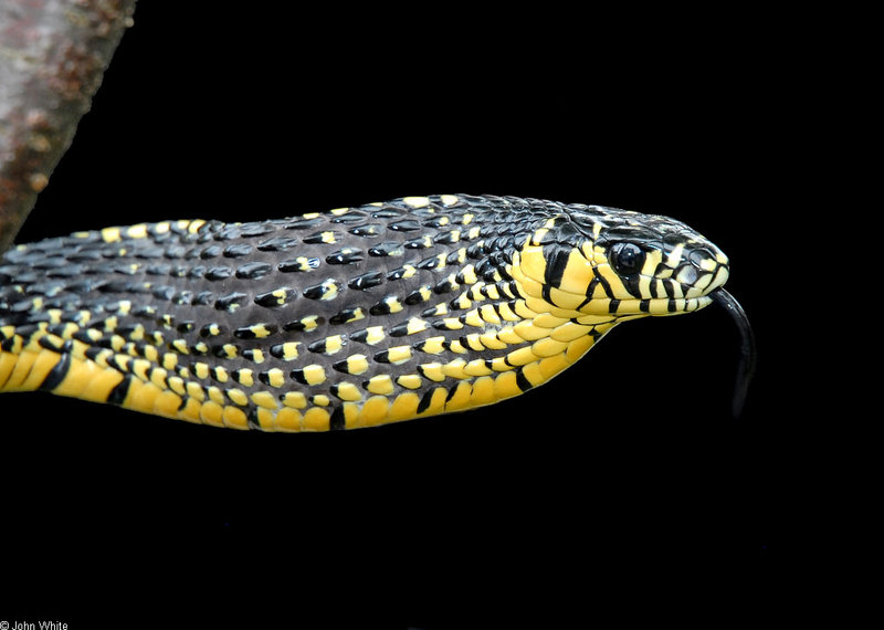 Tiger Rat Snake (Spilotes pullatus)303.JPG