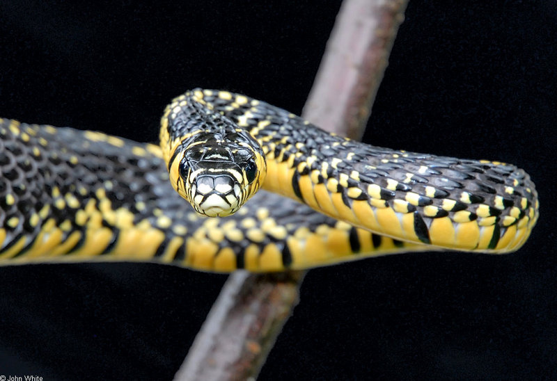 Tiger Rat Snake (Spilotes pullatus)304.JPG