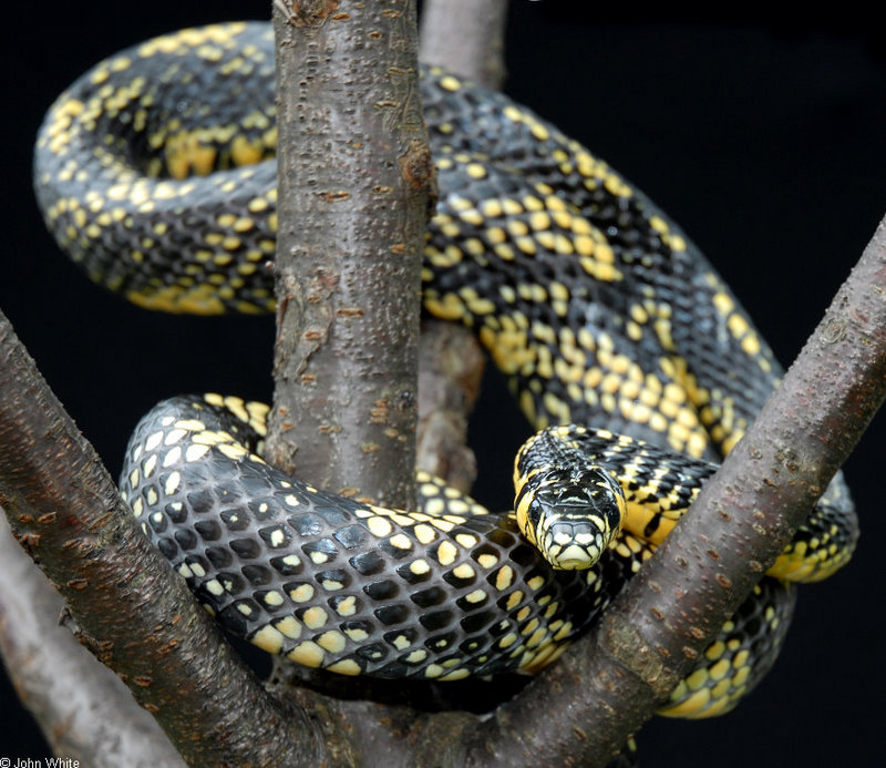 Tiger Rat Snake (Spilotes pullatus)306.JPG