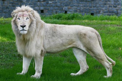 White Lion, Argentina.jpg