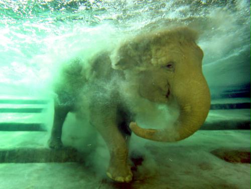 Swimming Elephant, Germany.jpg