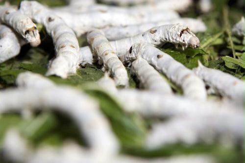Silkworms, China.jpg