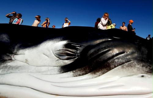 Baby Humpback Whale, Australia.jpg