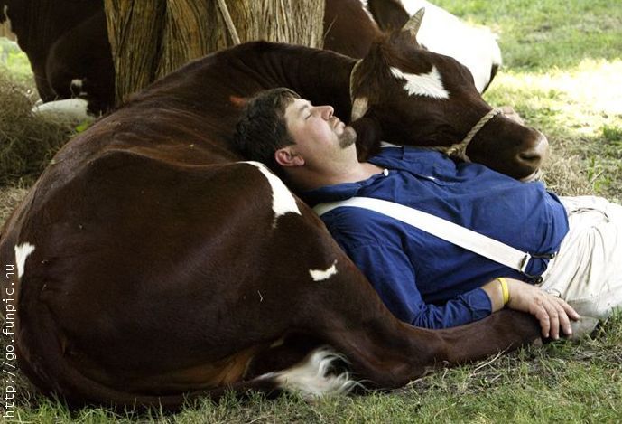 Nap with Cow.jpg