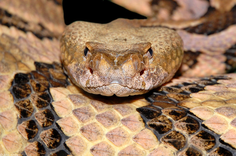 Timber Rattlesnake (Crotalus horridus)2.JPG