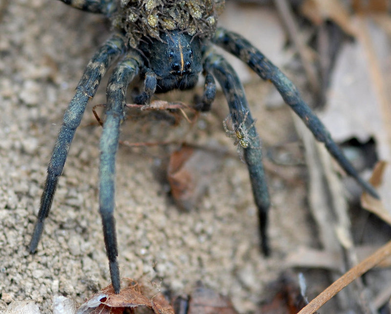 Carolina Wolf Spider (Lycosa carolinensis) with neonates001.JPG