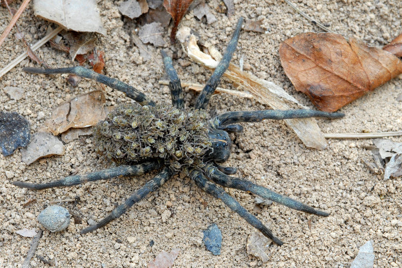 Carolina Wolf Spider (Lycosa carolinensis) with neonates002.JPG