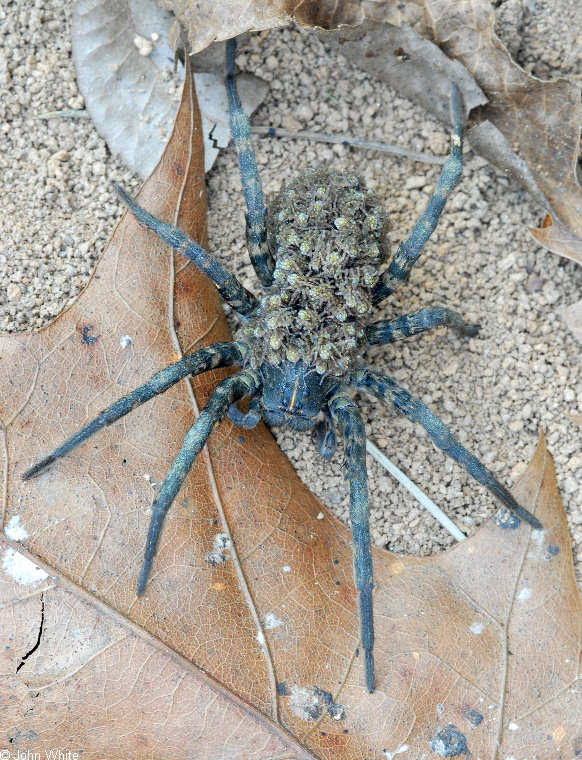 Carolina Wolf Spider (Lycosa carolinensis) with neonates004.JPG