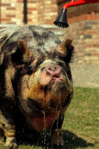 Pot-bellied Pig, Britain.jpg