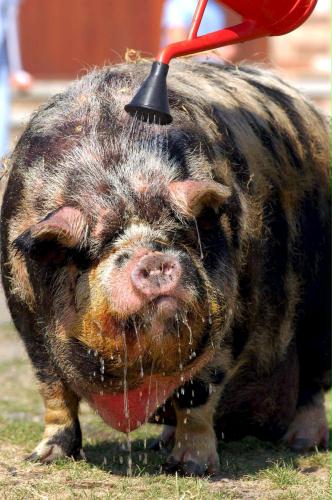 Pot-bellied Pig, Britain.jpg