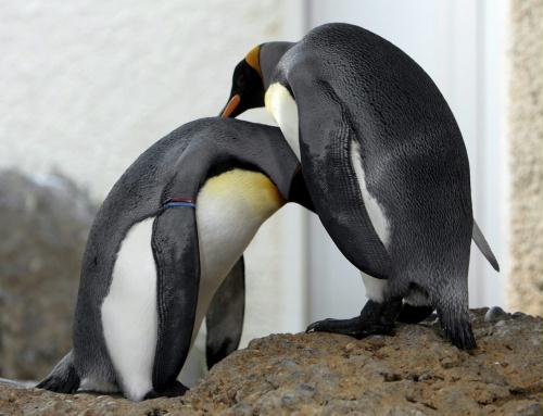King Penguins, Switzerland.jpg